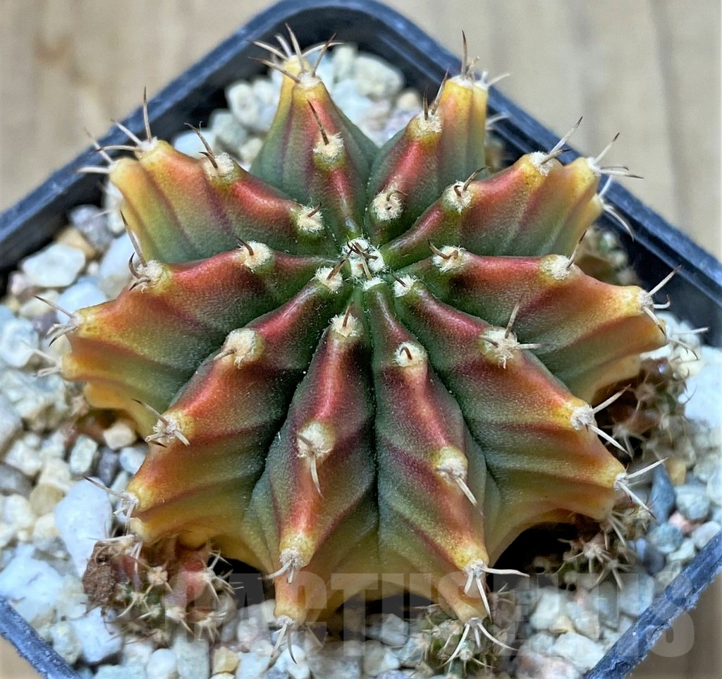 SHPR35781 Gymnocalycium mihanovichii 'Silamanee'