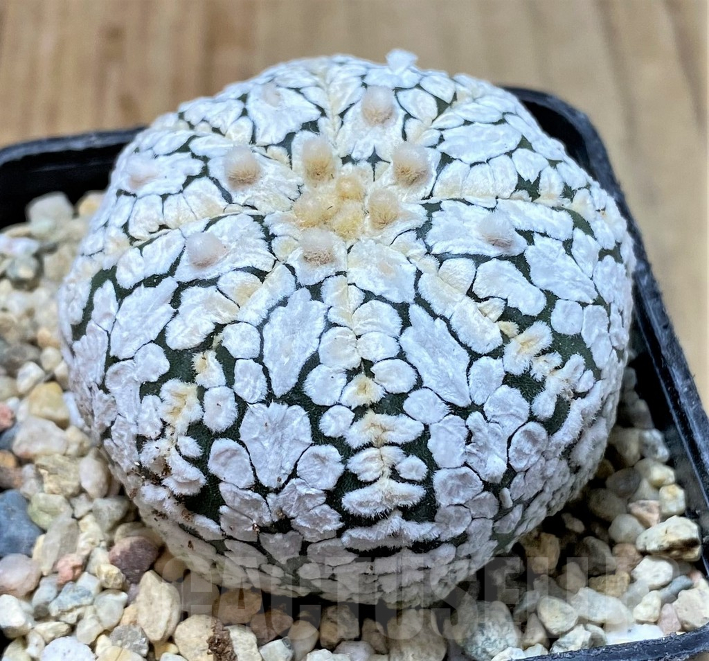 SHPR35836 Astrophytum asterias 'Super Kabuto' V-type - Image 2