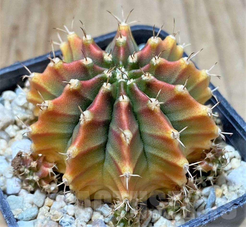 SHPR35781 Gymnocalycium mihanovichii 'Silamanee' - Image 2
