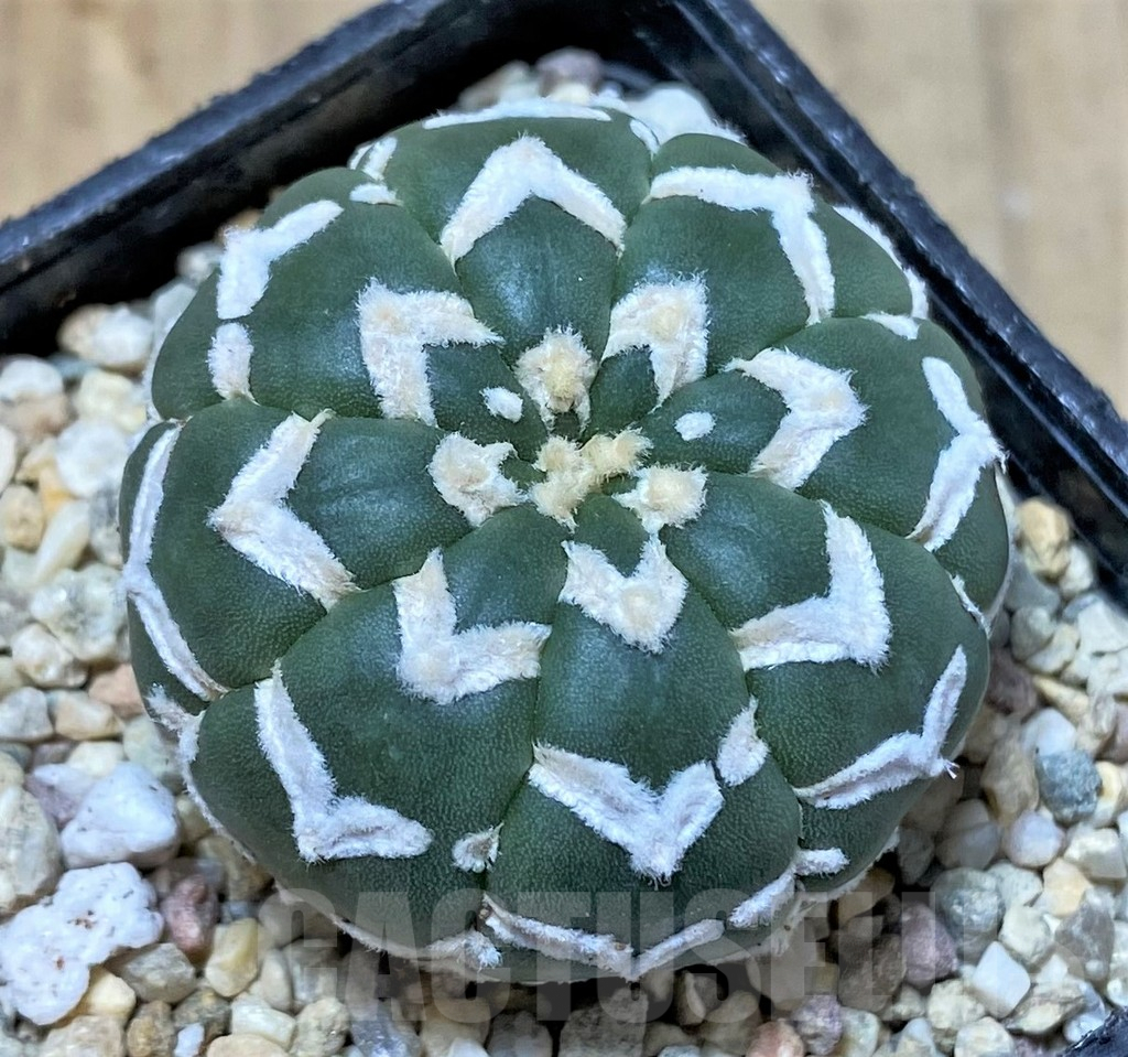 SHPR35844 Astrophytum asterias ‘Super Kabuto’ V-type f. nudum