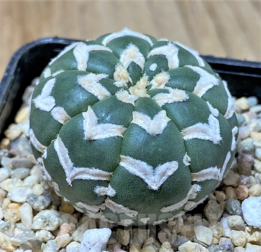 SHPR35844 Astrophytum asterias ‘Super Kabuto’ V-type f. nudum - Image 2