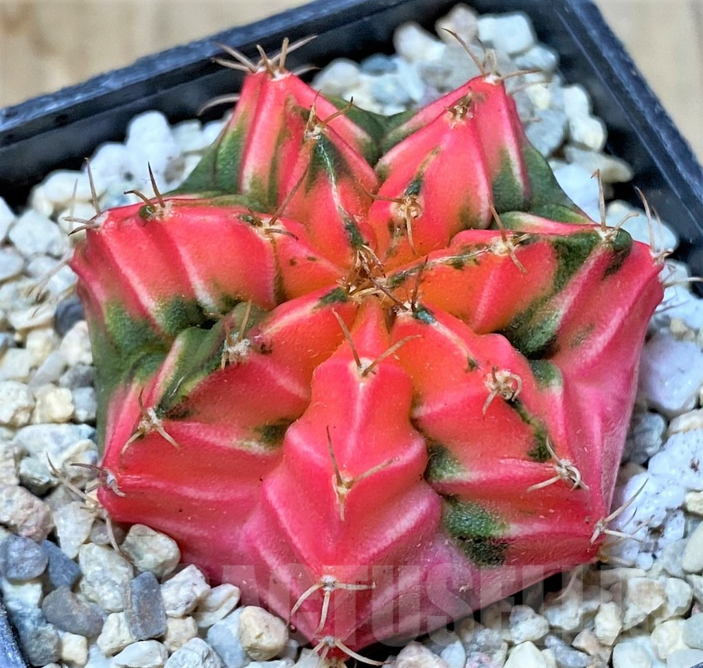 SHPR35783 Gymnocalycium mihanovichii f. variegata, seedling – Bild 2