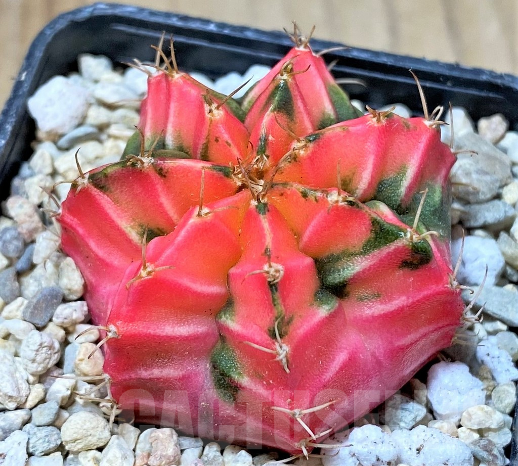 SHPR35783 Gymnocalycium mihanovichii f. variegata, seedling