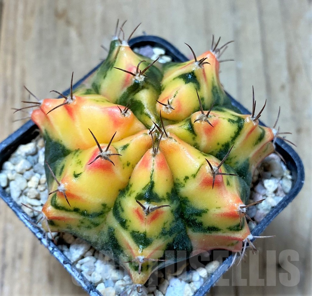 SHPR35784 Gymnocalycium mihanovichii f. variegata, seedling - Obrázek 2