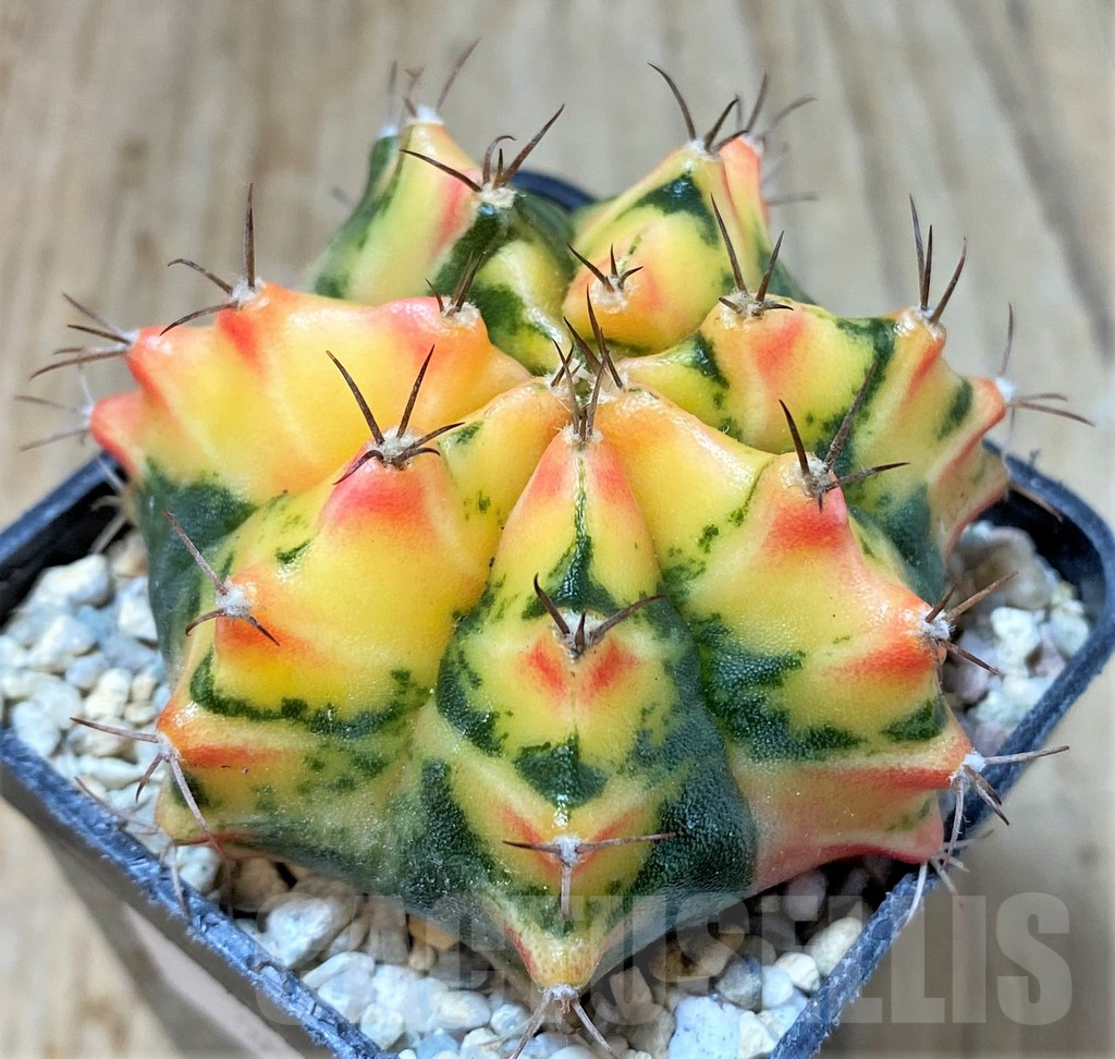 SHPR35784 Gymnocalycium mihanovichii f. variegata, seedling