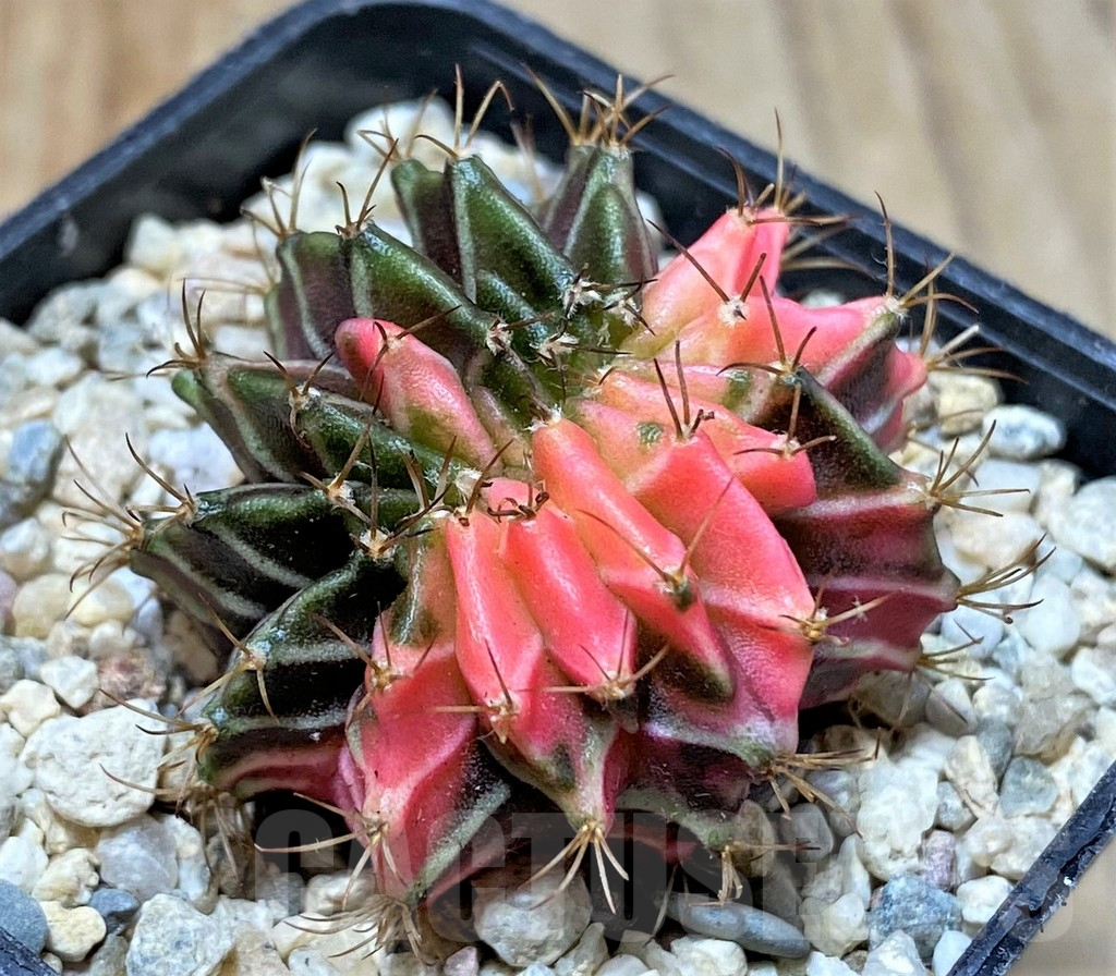 SHPR35786 Gymnocalycium mihanovichii variegata f. cristata, seedling