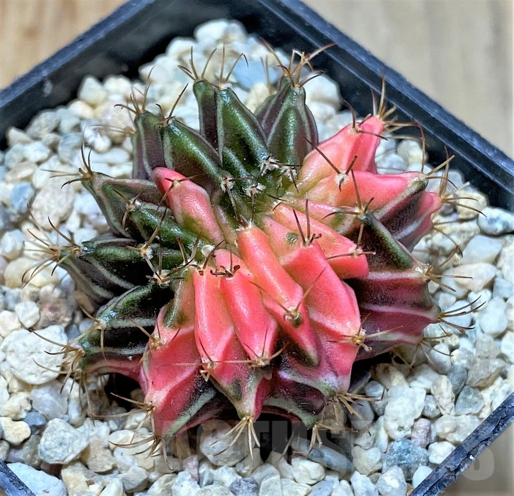 SHPR35786 Gymnocalycium mihanovichii variegata f. cristata, seedling - immagine 2