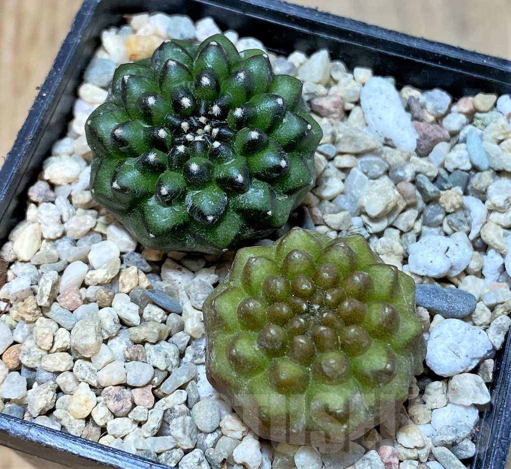 SHPR35787 Gymnocalycium mihanovichii ‘inermis’, seedling, 2 plants - immagine 2