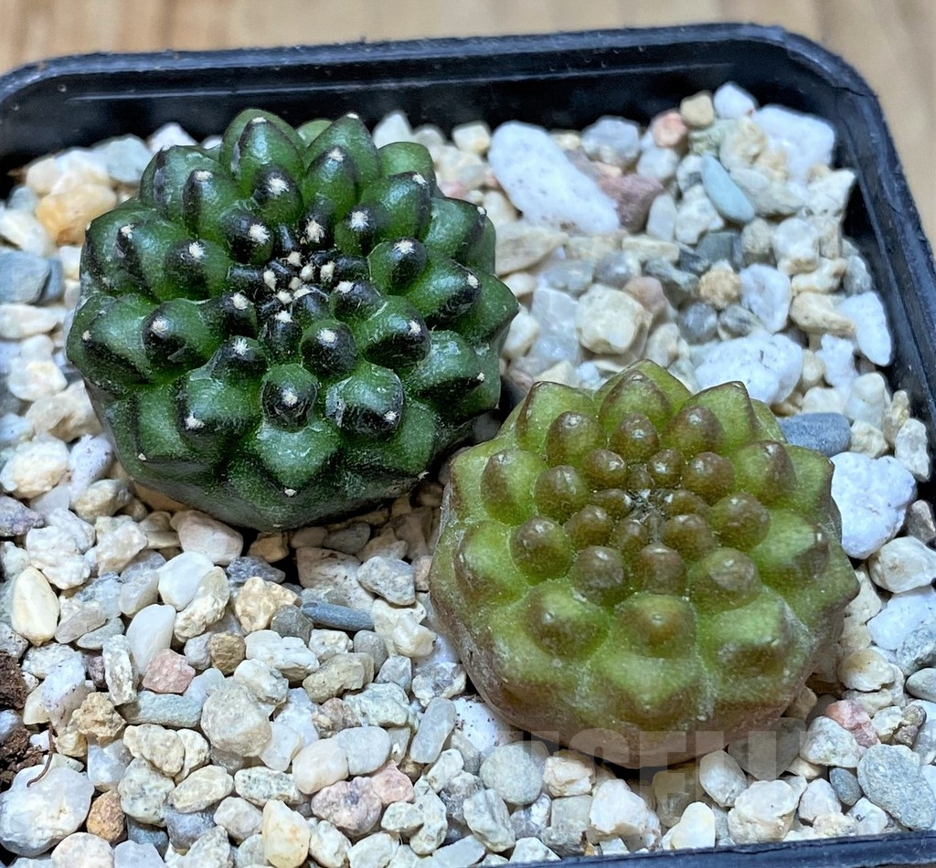 SHPR35787 Gymnocalycium mihanovichii ‘inermis’, seedling, 2 plants