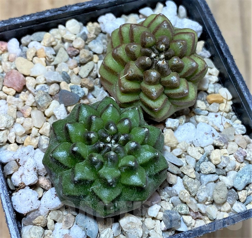 SHPR35788 Gymnocalycium mihanovichii ‘inermis’, seedling, 2 plants - immagine 2