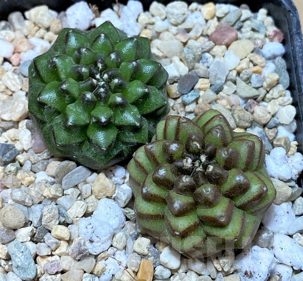 SHPR35788 Gymnocalycium mihanovichii ‘inermis’, seedling, 2 plants