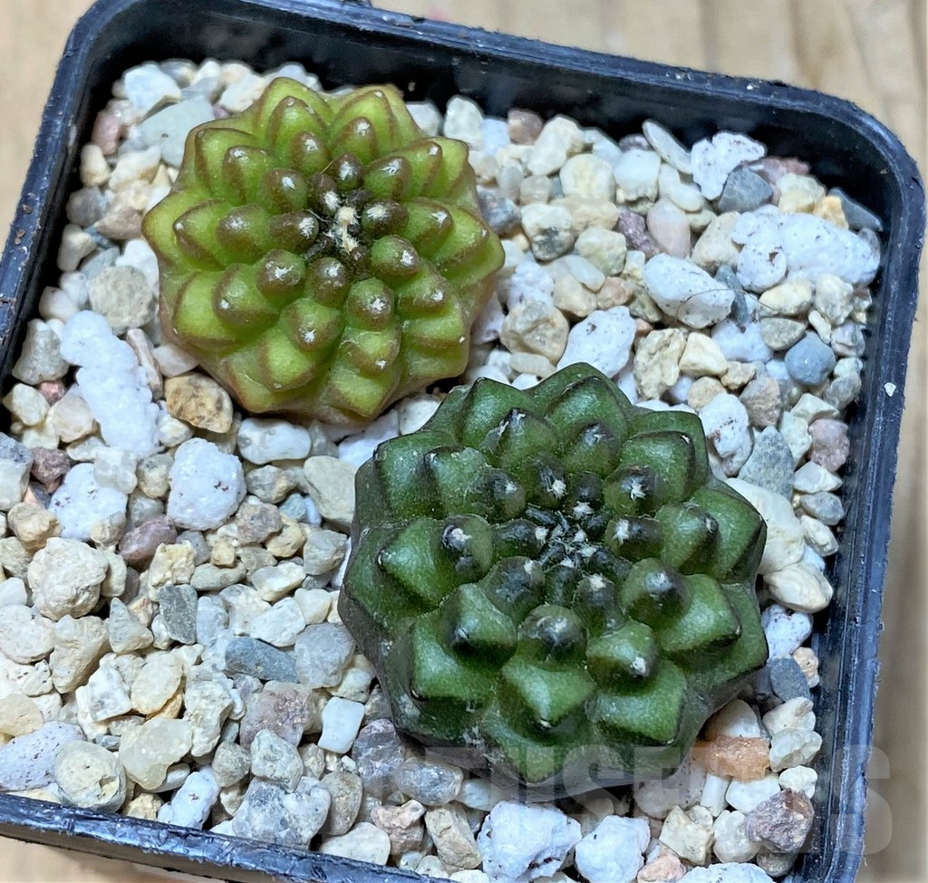 SHPR35789 Gymnocalycium mihanovichii ‘inermis’, seedling, 2 plants - immagine 2
