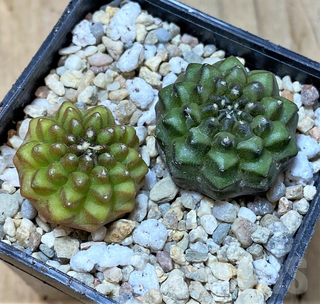 SHPR35789 Gymnocalycium mihanovichii ‘inermis’, seedling, 2 plants