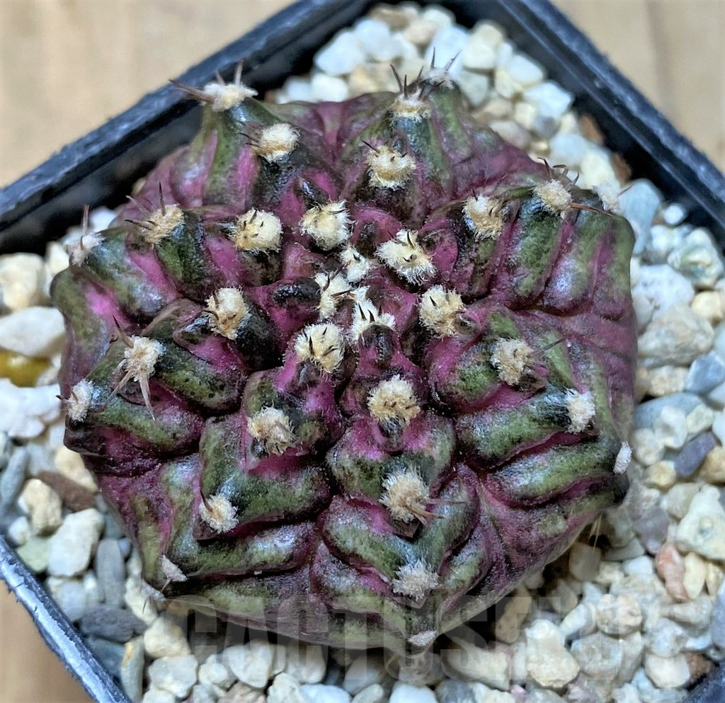 SHPR35791 Gymnocalycium mihanovichii T-lux, seedling,