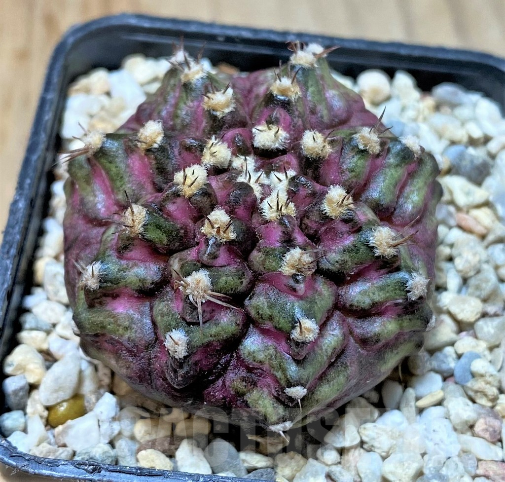 SHPR35791 Gymnocalycium mihanovichii T-lux, seedling, - Image 2