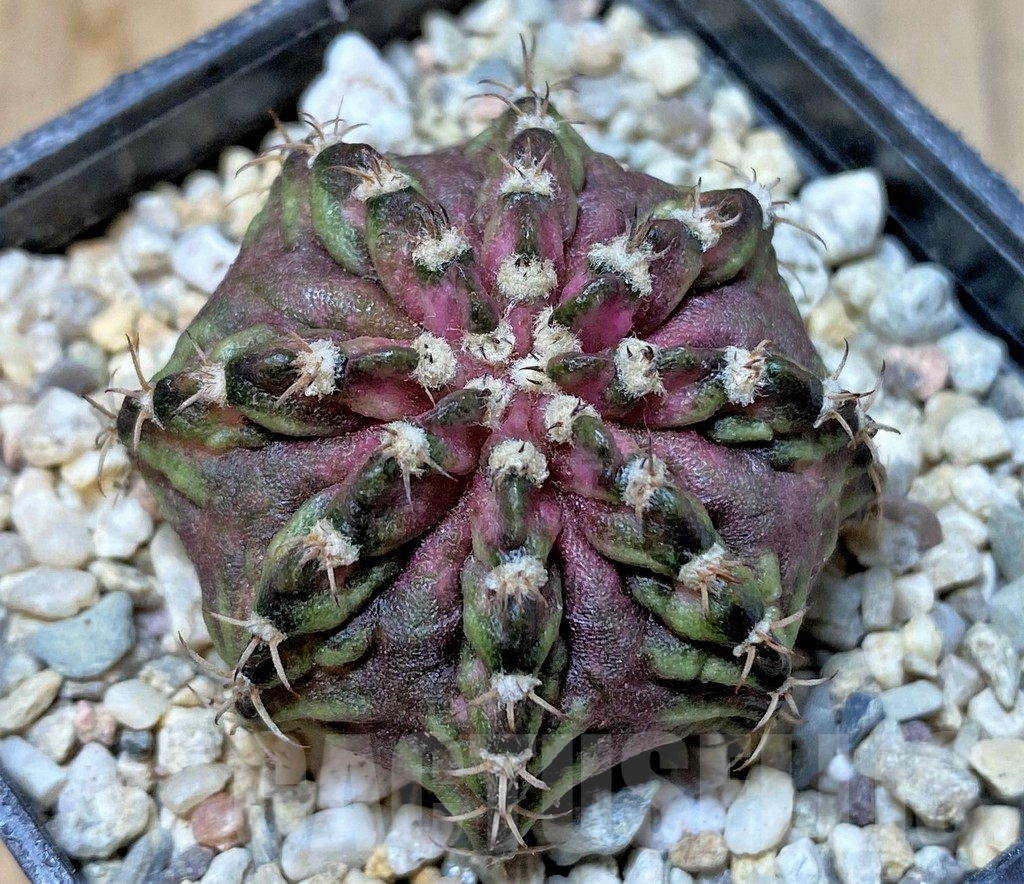 SHPR35794 Gymnocalycium mihanovichii T-rex, seedling,