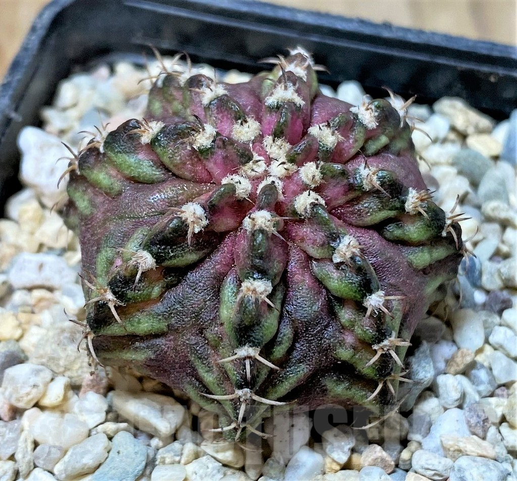 SHPR35794 Gymnocalycium mihanovichii T-rex, seedling, - immagine 2