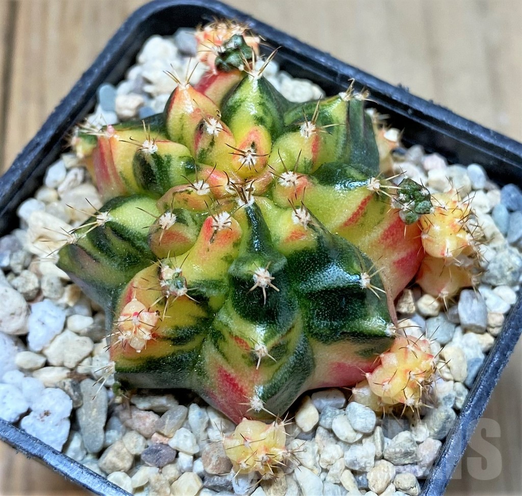 SHPR35795 Gymnocalycium mihanovichii 'Boonsamai' – Bild 2