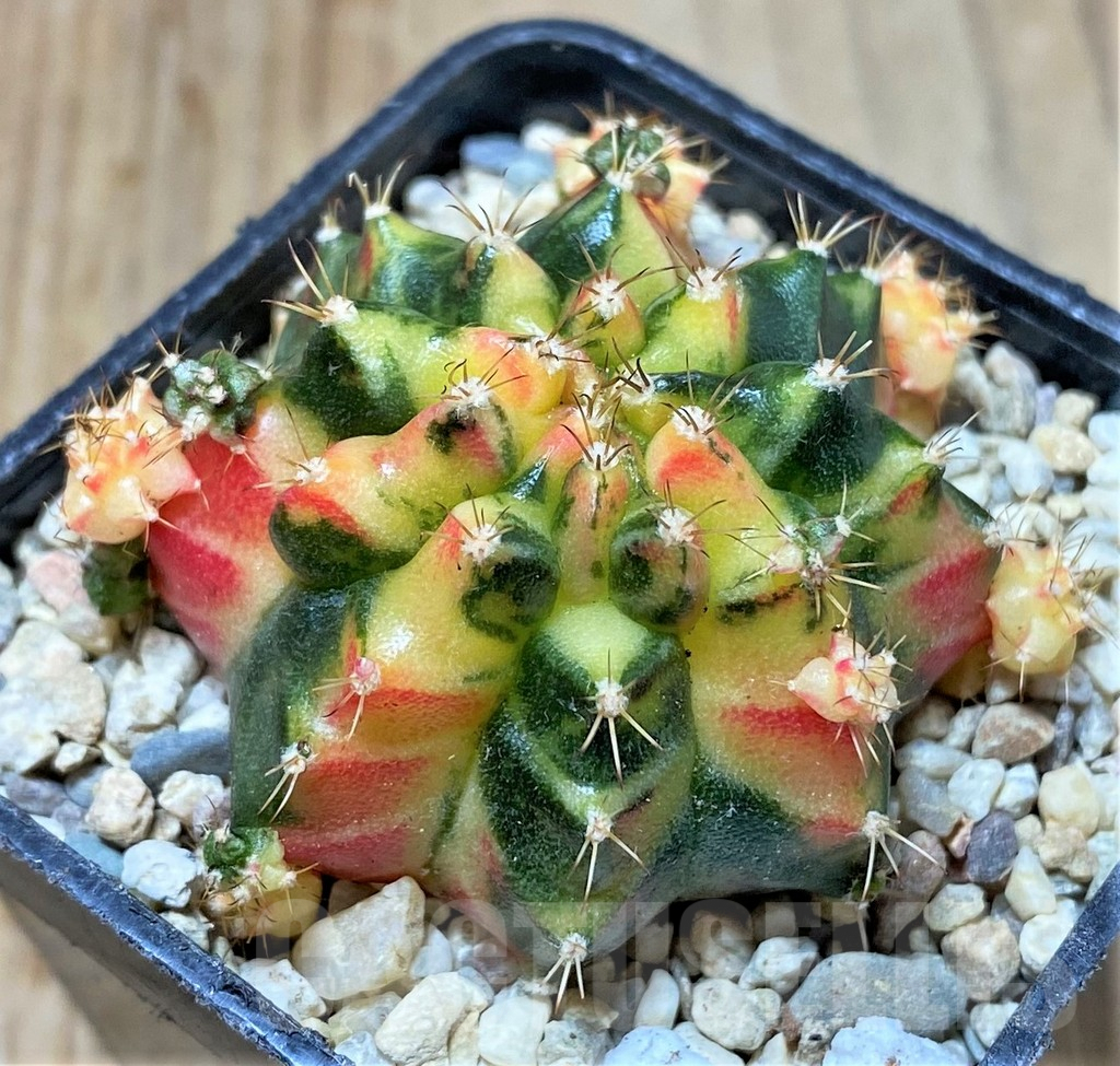 SHPR35795 Gymnocalycium mihanovichii 'Boonsamai'