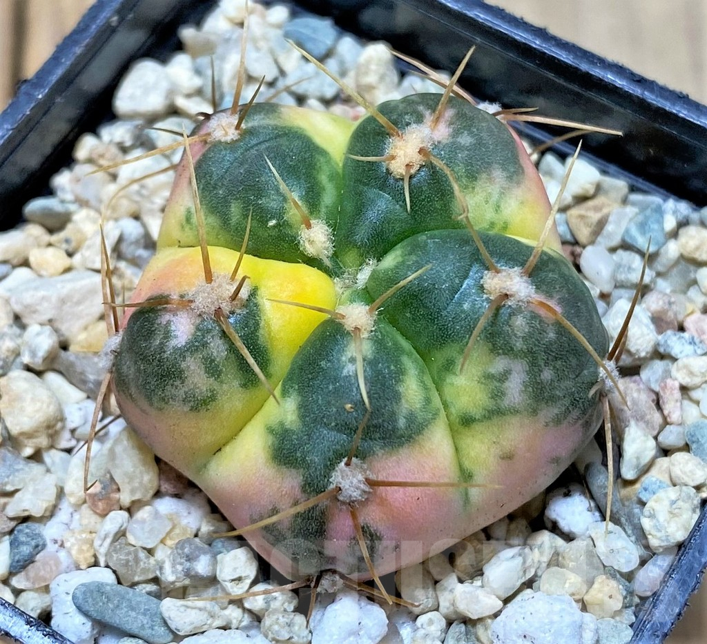 SHPR35798 Gymnocalycium horstii f. variegata - immagine 2