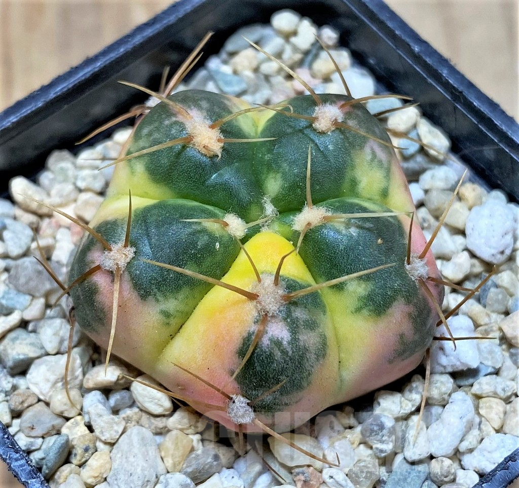 SHPR35798 Gymnocalycium horstii f. variegata