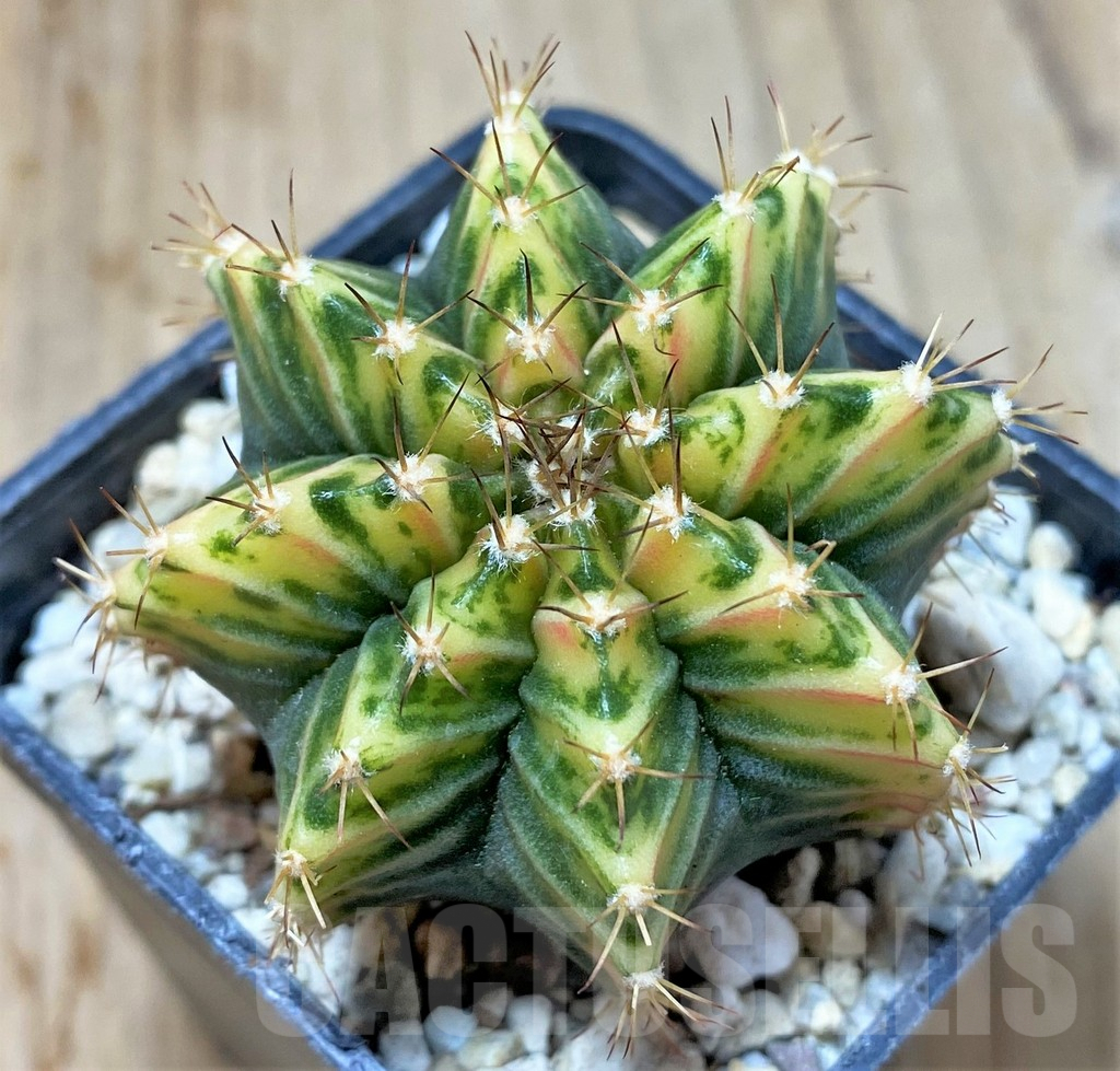 SHPR35799 Gymnocalycium mihanovichii ‘Laoonadow’ - immagine 2