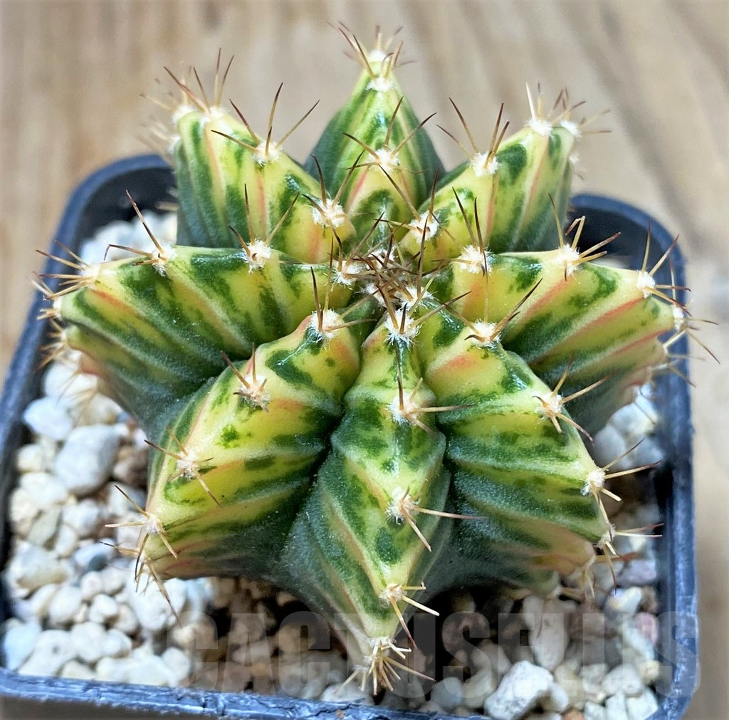 SHPR35799 Gymnocalycium mihanovichii ‘Laoonadow’