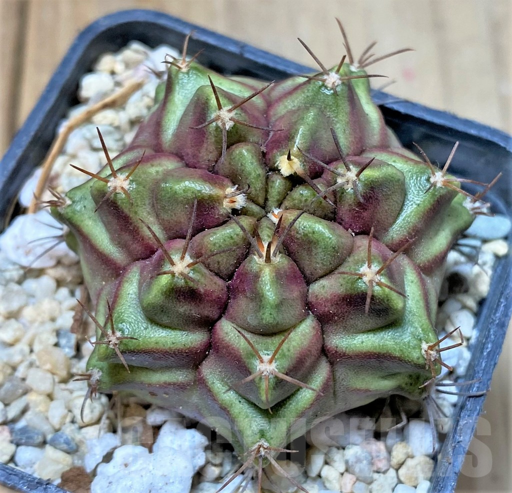 SHPR35800 Gymnocalycium mihanovichii 'Purple Nebula'