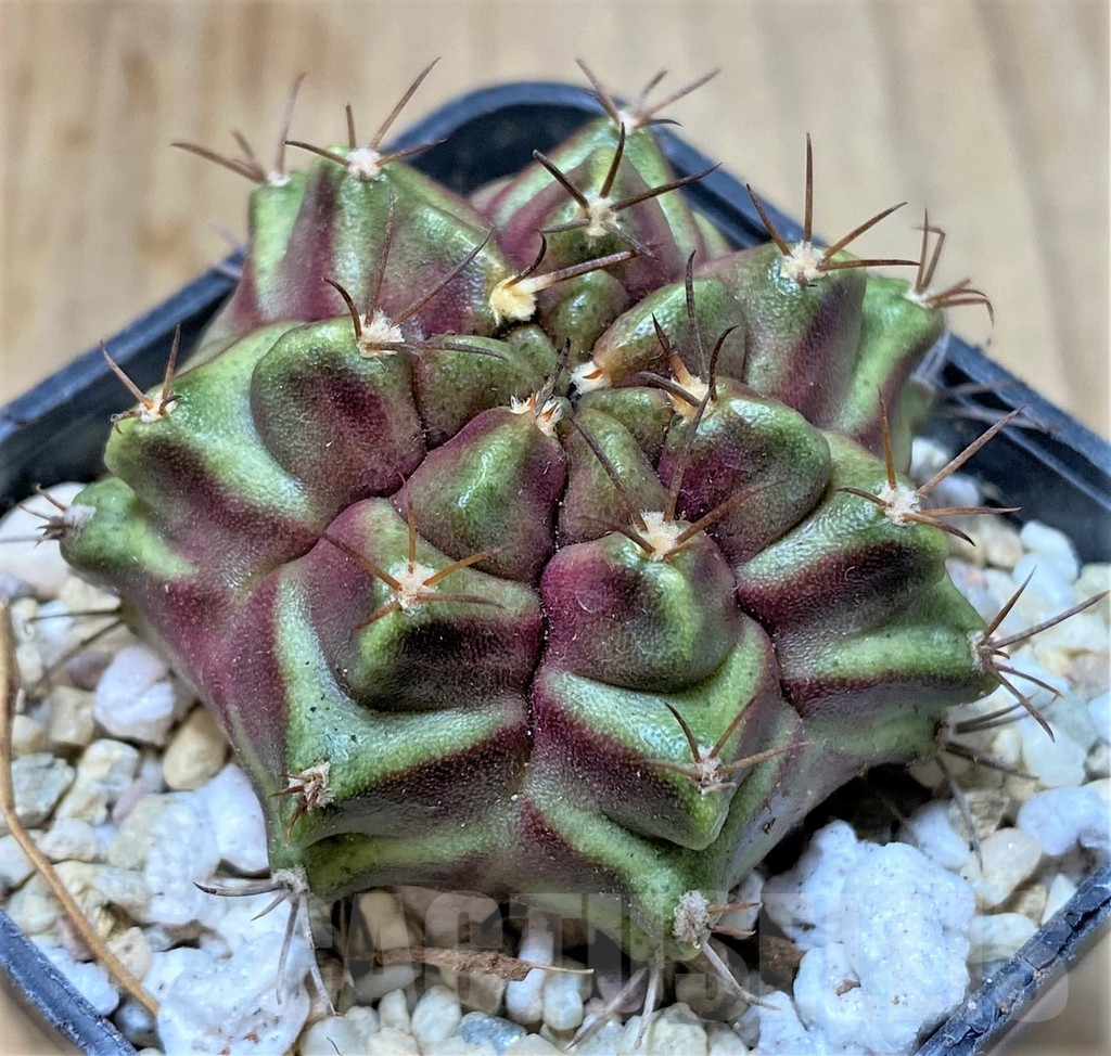SHPR35800 Gymnocalycium mihanovichii 'Purple Nebula' - immagine 2