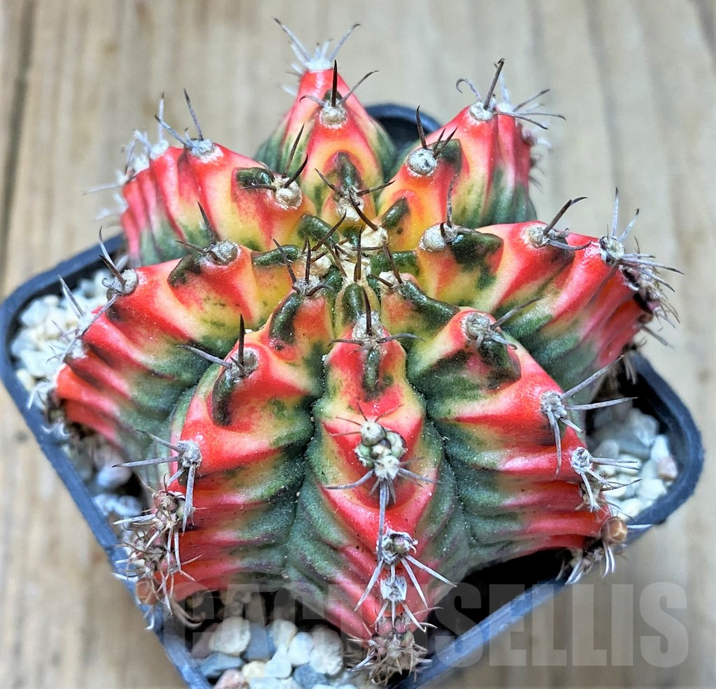 SHPR35802 Gymnocalycium mihanovichii ‘Multicolor’