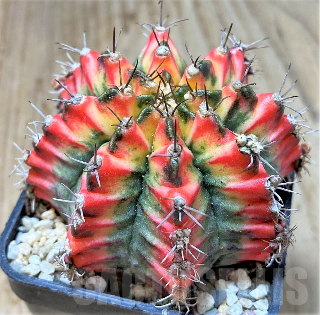 SHPR35802 Gymnocalycium mihanovichii ‘Multicolor’ - immagine 2