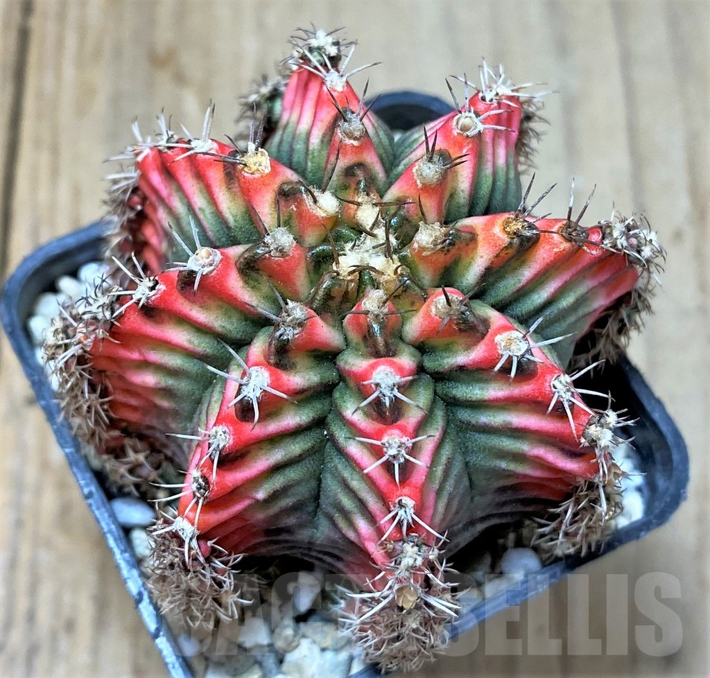 SHPR35803 Gymnocalycium mihanovichii ‘Multicolor’