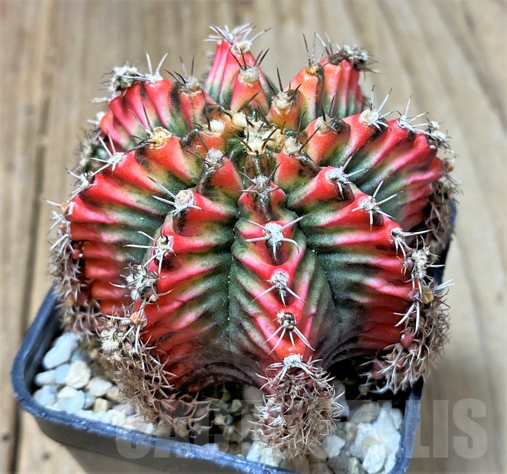 SHPR35803 Gymnocalycium mihanovichii ‘Multicolor’ - immagine 2