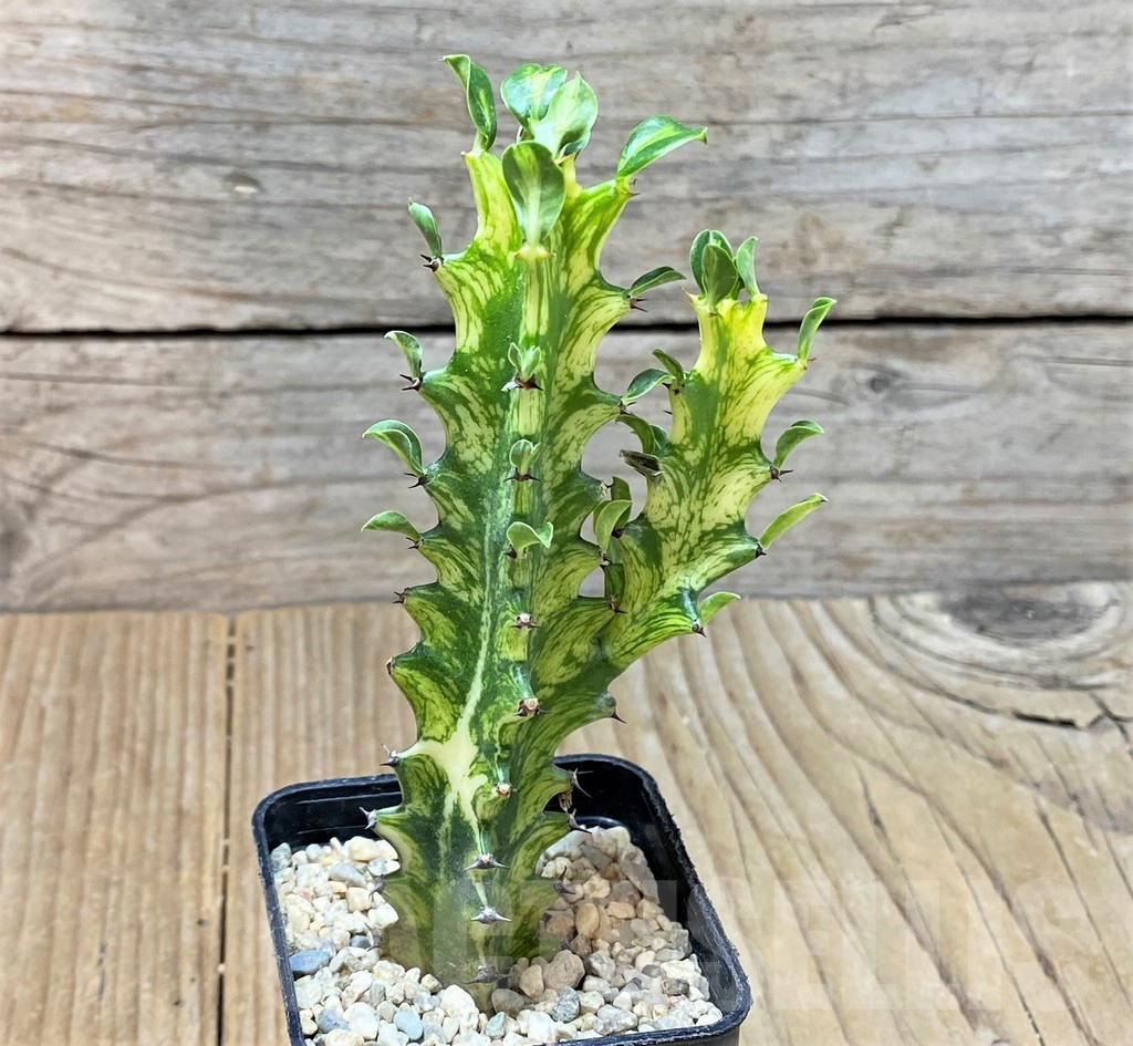 SHPR35914 Euphorbia trigona f. variegata - Зображення 2