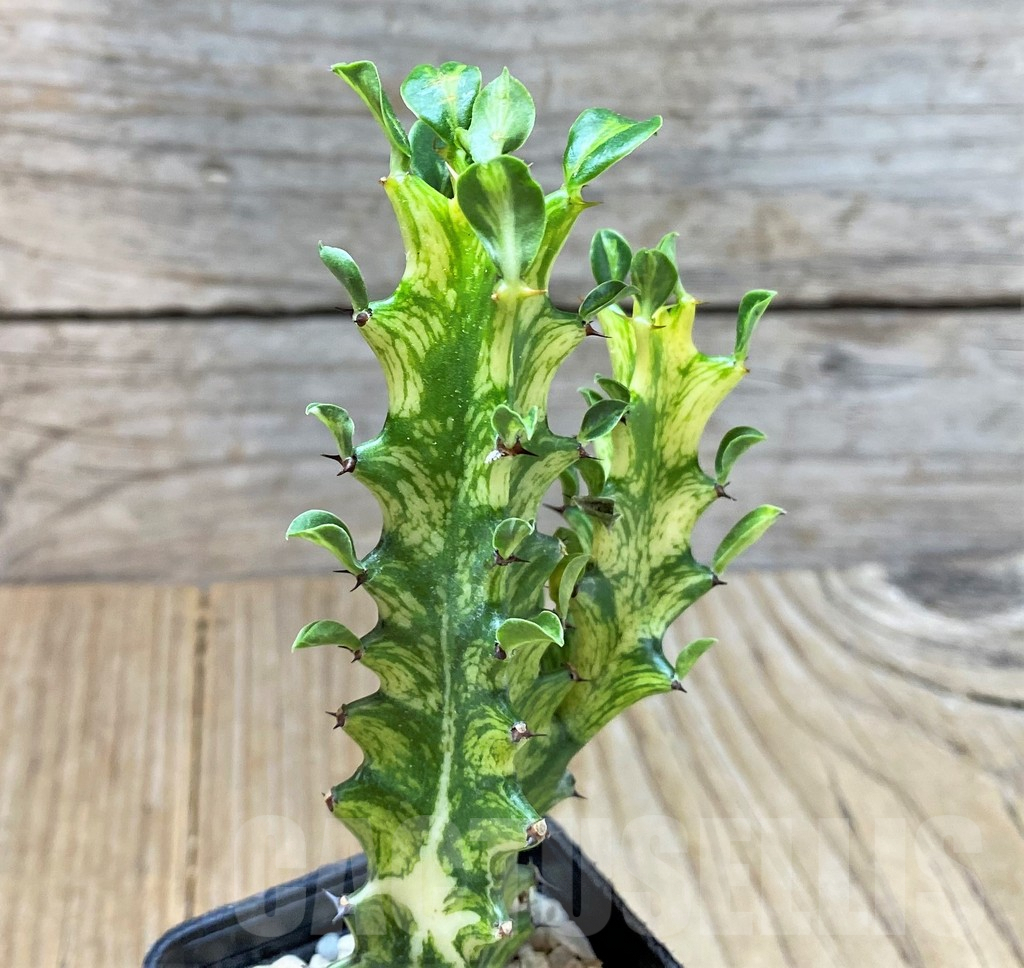 SHPR35914 Euphorbia trigona f. variegata