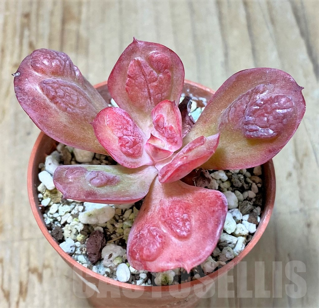 SHPR35915 Echeveria 'Baron Bold'