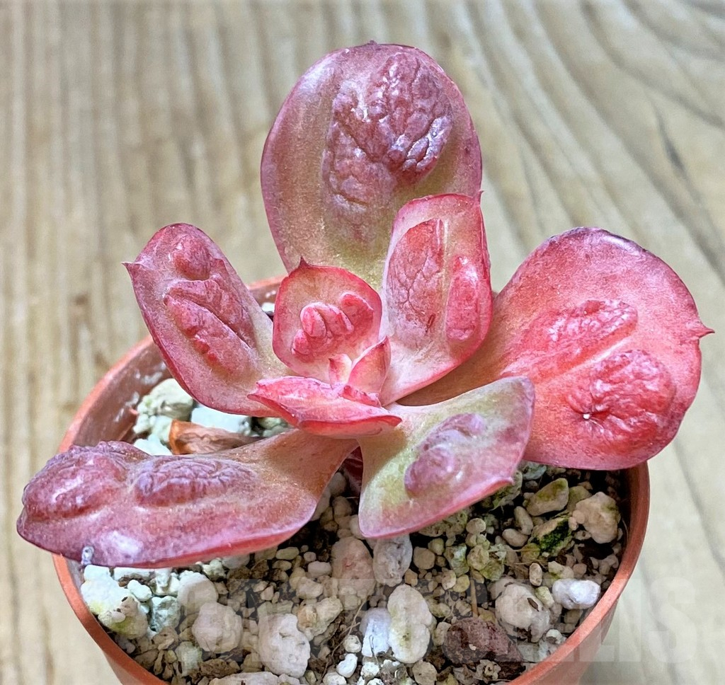 SHPR35915 Echeveria 'Baron Bold' - Image 2