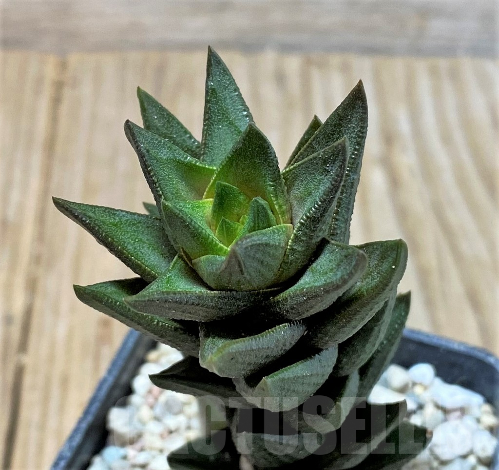 SHPR35916 Haworthia coarctata hybrid