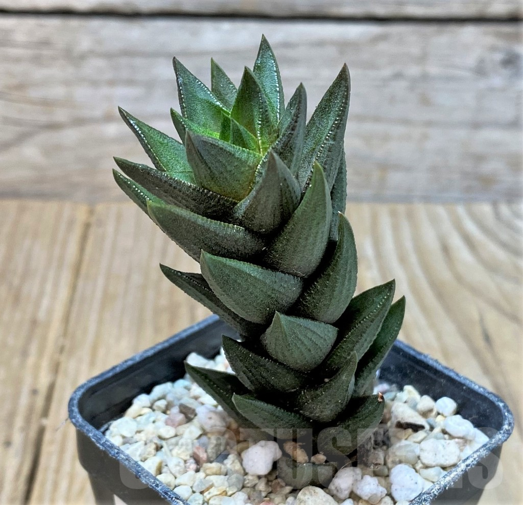 SHPR35916 Haworthia coarctata hybrid - Image 2