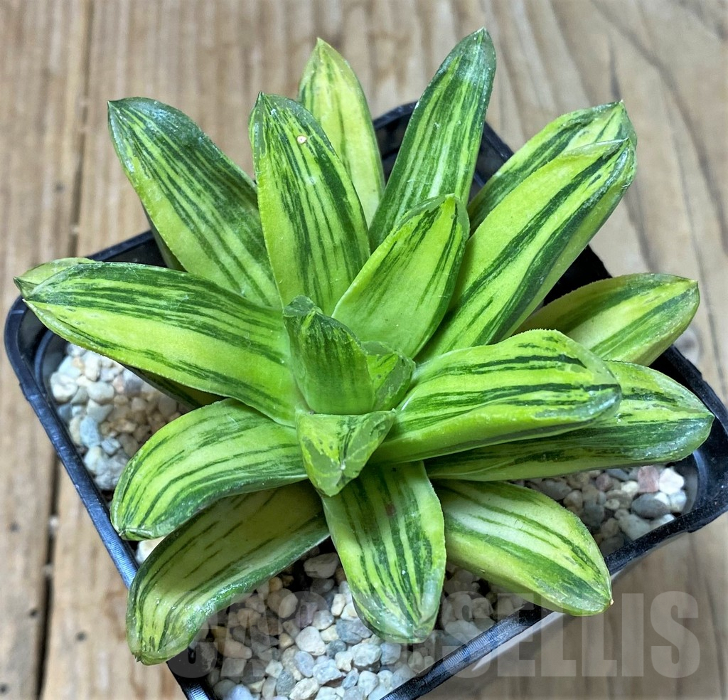 SHPR35917 Haworthia 'Seiko Nishiki'