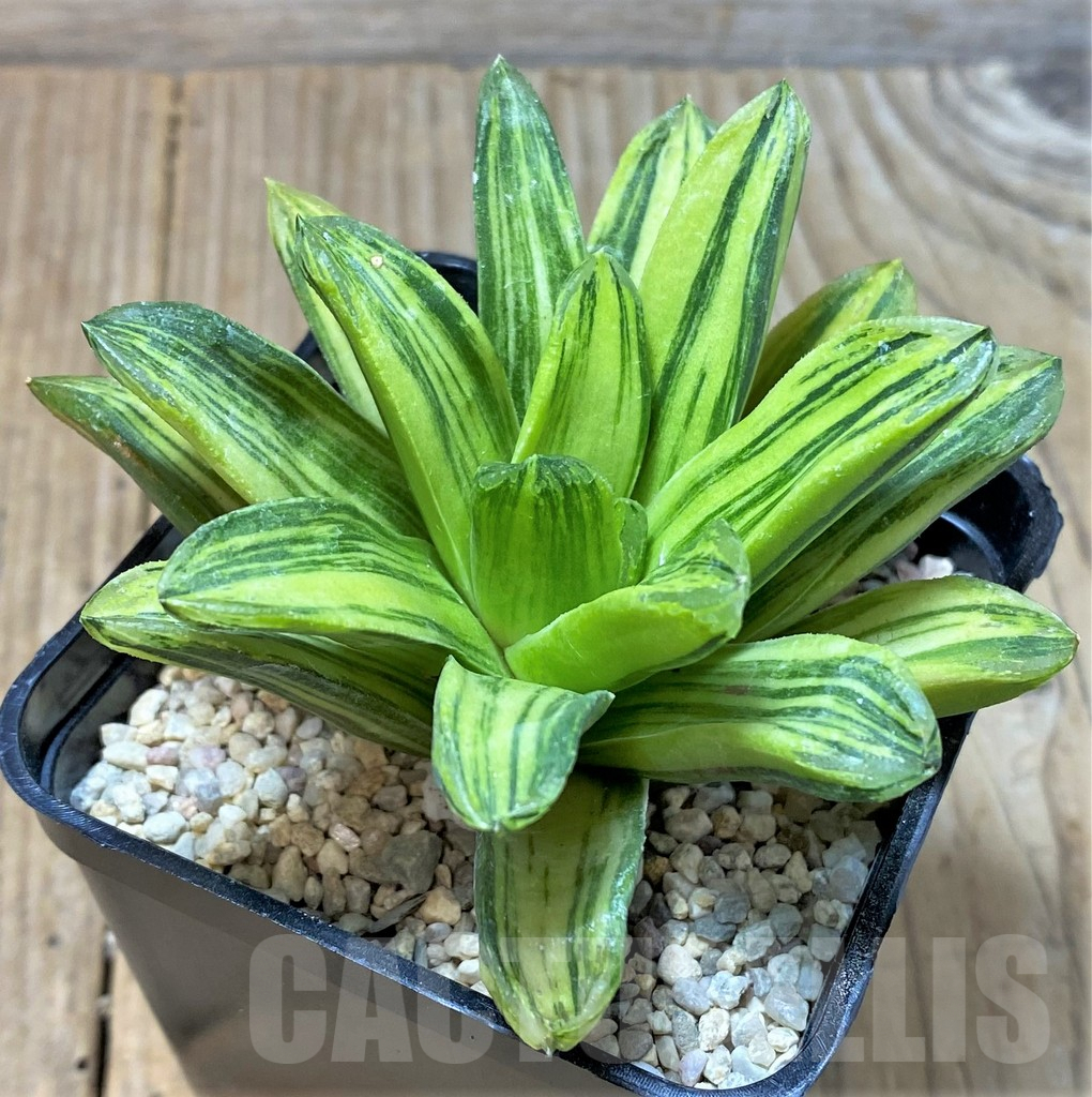 SHPR35917 Haworthia 'Seiko Nishiki' - Image 2