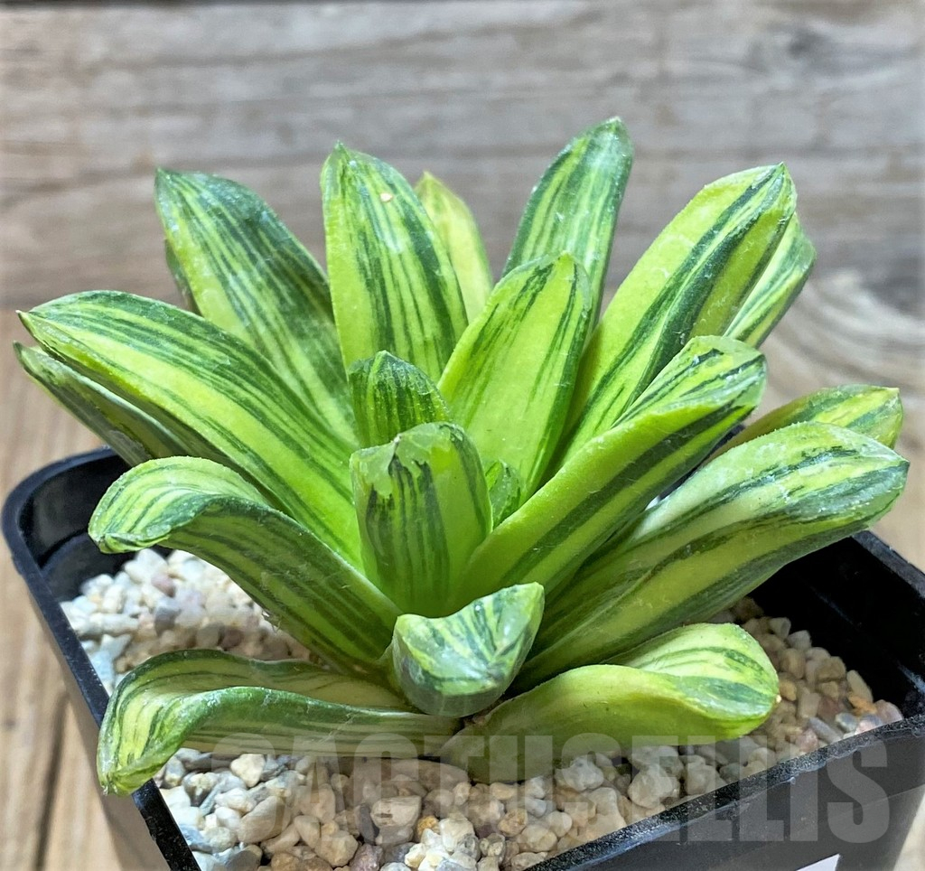SHPR35917 Haworthia 'Seiko Nishiki' - Image 3
