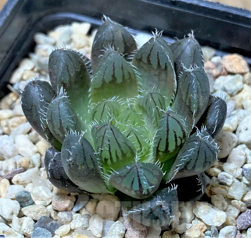 SHPR35918 Haworthia 'Mirrorball' hybrid, ex Japan