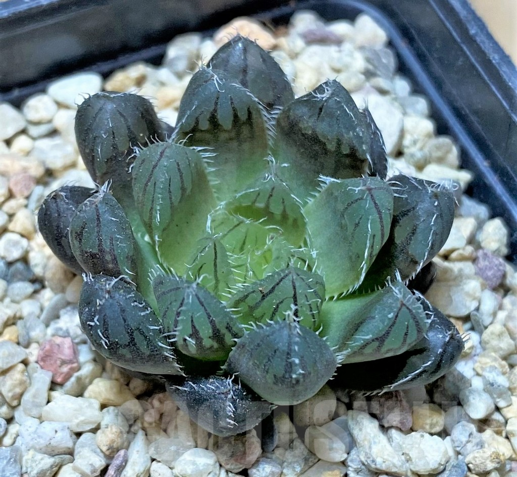 SHPR35918 Haworthia 'Mirrorball' hybrid, ex Japan - Image 2