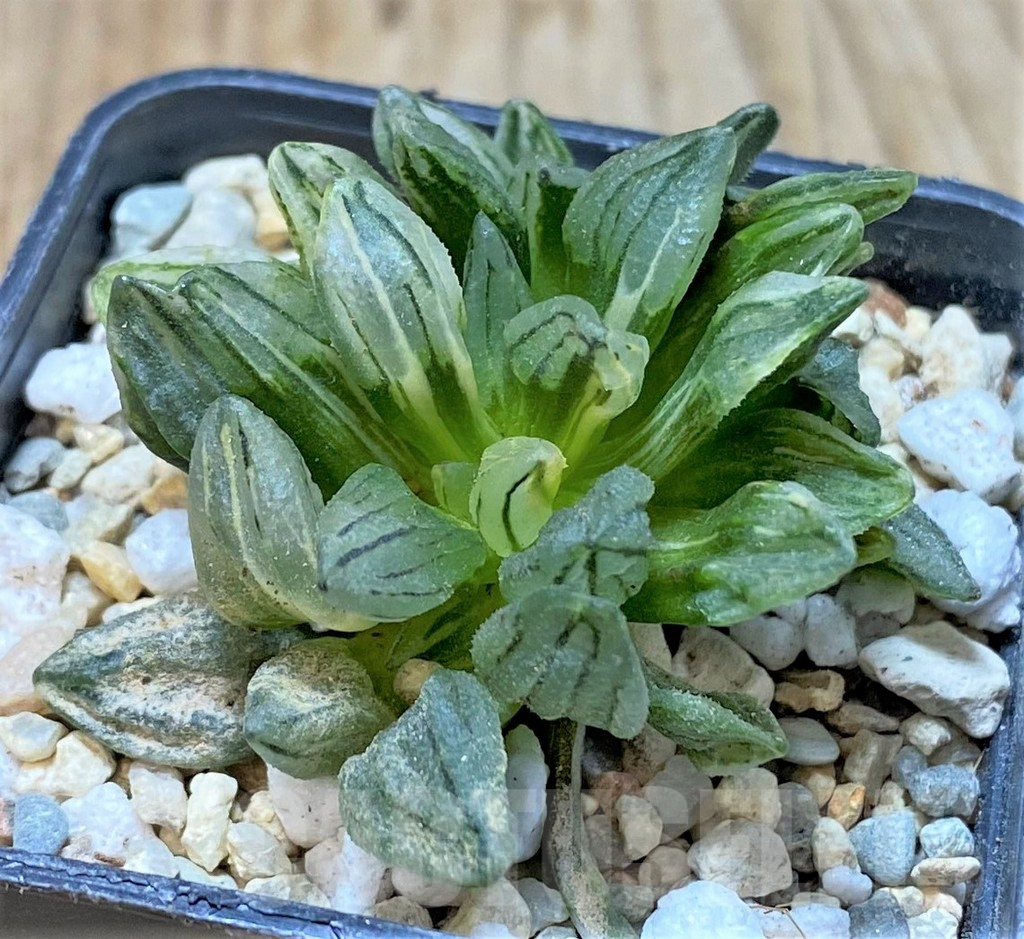SHPR35919 Haworthia atrofusca 'Watermelon' f. variegata - Obrázek 2