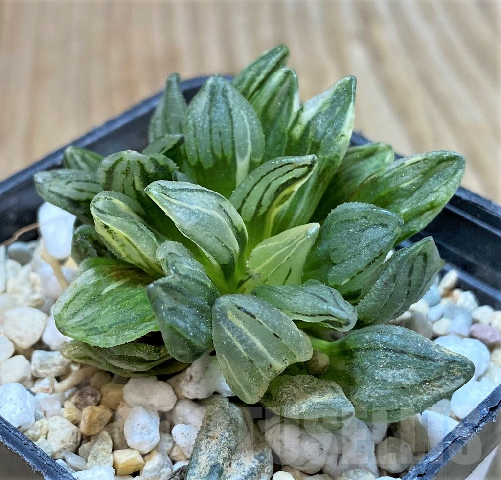 SHPR35919 Haworthia atrofusca 'Watermelon' f. variegata