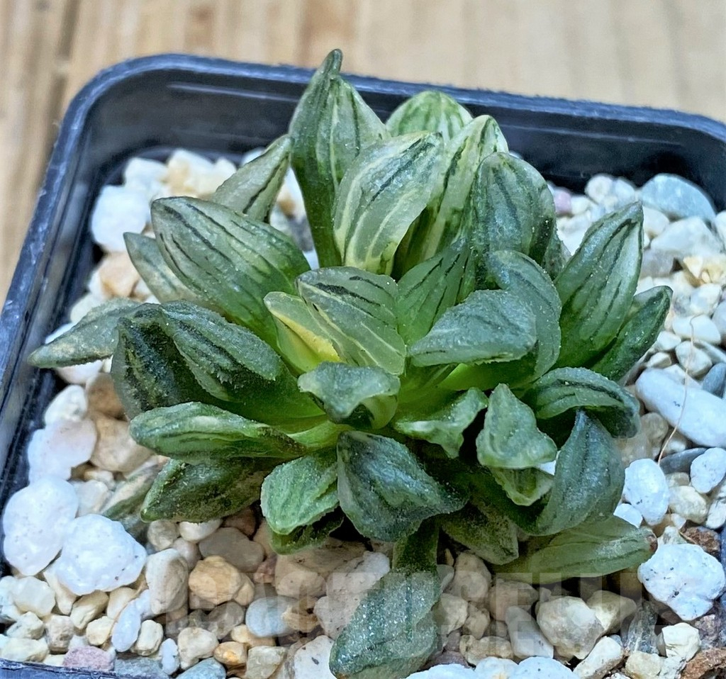 SHPR35919 Haworthia atrofusca 'Watermelon' f. variegata - Obrázek 3