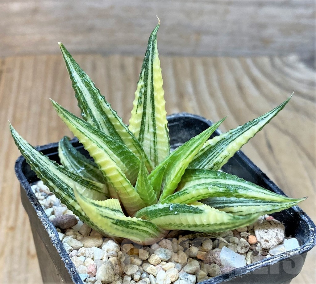 SHPR35920 Haworthia limifolia f. variegata hybrid