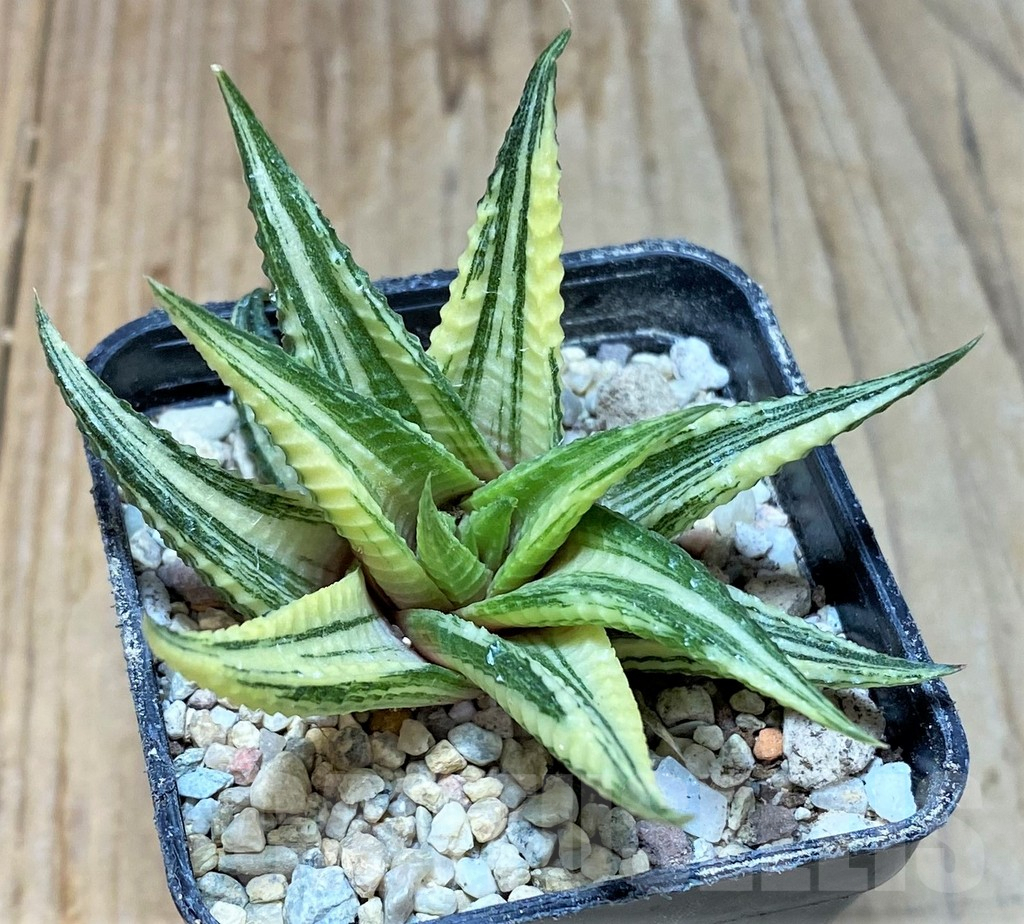 SHPR35920 Haworthia limifolia f. variegata hybrid - Obrázek 2