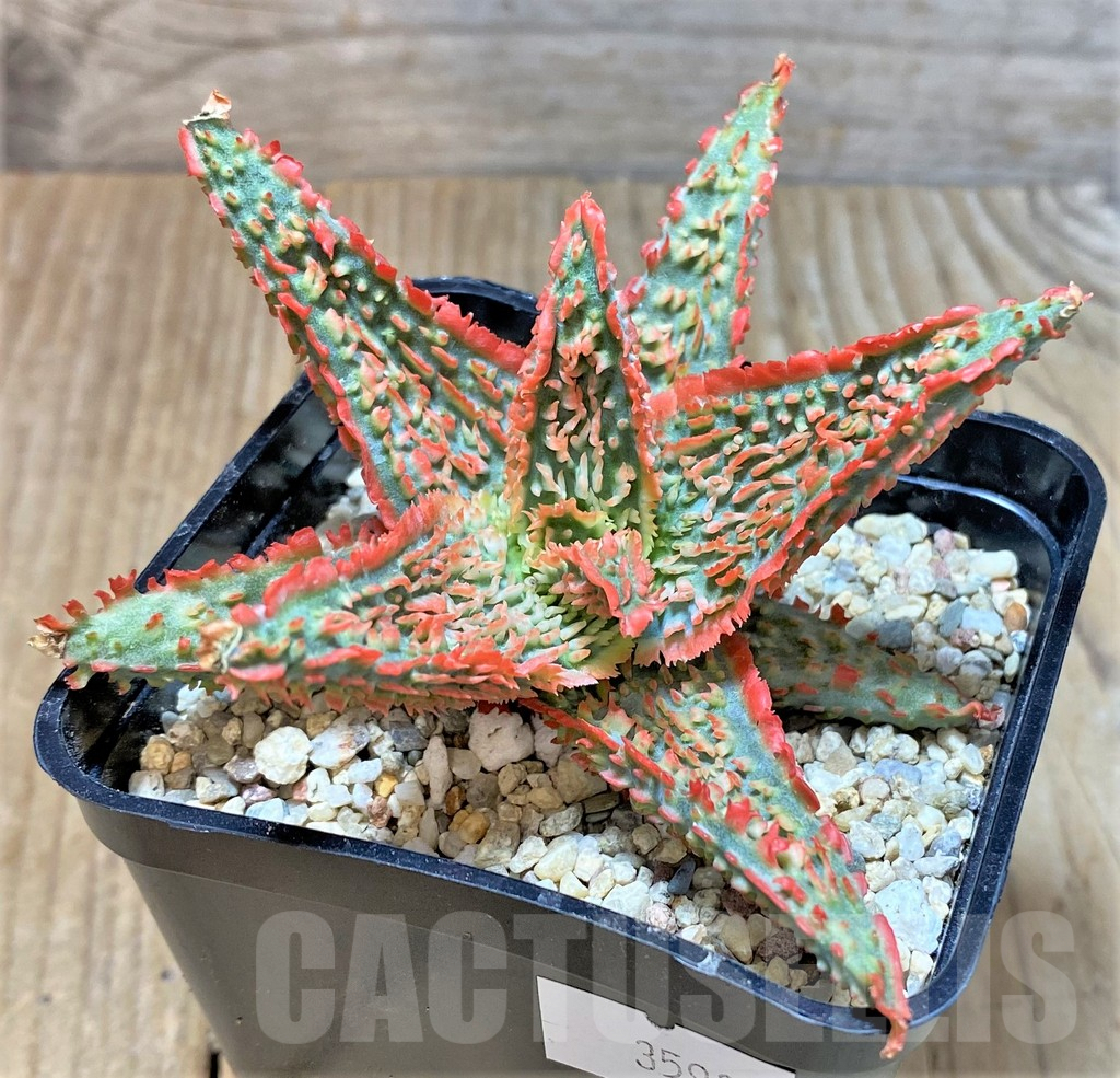 SHPR35923 Aloe TCT hybrid - Image 2